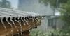 Pharmaceutical Survey Finds Rain On Corrugated Iron Roof More Effective Than Stillnox