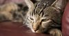 Catlike Abilities Wasted On Cats