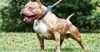 Pit Bull Owner Says Apart From That One Time With The Kid At The Park It’s All Stigma