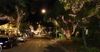Nice Part Of Town Puts Fairy Lights In Trees