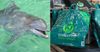 Dolphin Looks Forward To Seeing What New Reusable Plastic Bags Taste Like