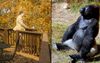 Local Dad Suns Self On The Back Deck Like The Majestic Silverback He Is