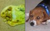 Office Dog’s Vomit Set To Dissolve Slowly Into Carpet Until Owner Comes Back From Lunch