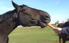 Report: Winx Doesn’t Understand Or Give A Fuck About How Amazing She Is, Just Wants A Carrot