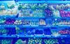 Supermarkets Begin Installing Blue Lights In Fruit Aisles As Part Of New Anti-Needle Measures