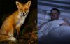 Fox Screaming In The Night Enough To Rattle Visiting City Boy To His Very Core