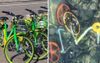 Nation Grins As They Prepare To Chuck New Lime Green Share-Bikes Into Closest Body Of Water