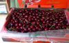 Stomach Yet To Register The Non-Stop Consumption Of Cherries