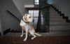 Local Dog Pretends He’s OK With Living In An Apartment