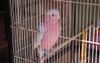 Caging Galahs Only Inhumane If They Can’t Say Swear Words On Demand