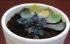 Share House Succulent Now Onto Its 15th Negligent Owner