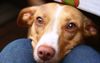 Naive Local Dog Thinks He’d Actually Enjoy Some Of Man’s Jungle Curry
