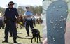 Splendour In the Grass Forced To Spend $2M Removing Bindis From Venue To Keep Everyone Safe
