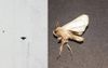 Grey Smudge Left As Last Defiant Final Act Of Local Moth’s Life