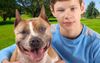 “He Wouldn’t Hurt A Fly!” Says Naive Local Staffie Owner