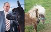 Drought Forces Barnaby Joyce To Start Hand-Feeding His Shetland Ponies, Alpacas