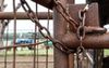 Internet Activist’s Mission To Free Feedlot Animals Thwarted By Tricky Gate Latch