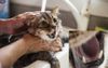 Local Cat Might As Well Not Have A Tongue After Owner Insists On Bathing It Repeatedly