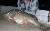 Man Who Keeps Oversize Murray Cod Unsurprisingly A Psychopath In Other Aspects Of Life