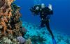 Millennial Travellers Advised To Ditch Europe This Year And See The Reef Before It Dies