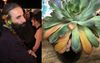Logies 2019: Costa Demands To Speak To Star Casino Staff About Overwatered Succulents In Lobby