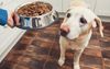 City Dog Visiting The Bush Disgusted By Dry Dog Biscuits She’s Served