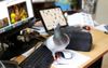 Rugby Australia’s Marketing Pigeon Receives Promotion