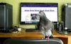 Rugby Australia’s Former Marketing Pigeon Gives Self 98 Per Cent Performance Rating For 2019