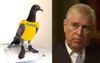 Barnaby Joyce’s Media Pigeon Applies For Vacant Prince Andrew Job