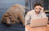 Hungover 39-Year-Old Pretends He Doesn’t Actually Feel Like A 19-Year-Old Labrador