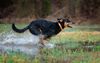 Goondiwindi Working Dog Wondering How Far He Has To Run To Get Away From The Sprinklers