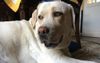 Lazy Labrador Lets Out A Small ‘Oof’ At Sounds Of Potential Danger