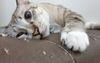 Psychopathic Pet Cat Maintains Eye Contact While Tearing Up The Couch