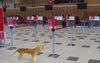 Abandoned Hobart Airport Now Home To A Growing Thylacine Colony