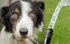 Dog Fears Owner Is Getting Bored Enough To Wash Him Again