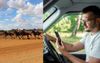 Bloke Who Punts On Mid Week Rural Goat Tracks Searches For Cheapest Fuel In 50km Radius