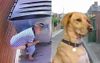 Family Dog Looks The Other Way As Dad Takes A Shit On The Street During Isolation Walk