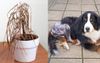 Dead Plant Was Dying Anyway Says Man Who Paid $6k For His 19-Year-Old Dog To Have Hip Replaced
