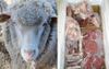 Neighbour’s Wether Magically Winds Up Butchered In A Freezer After Getting Lost On Local Farmer’s Property