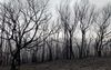Californian Wildfires Remind Australians That The Blue Mountains Are Still So Fucked