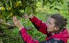 Nation’s Youth Offered Incentives Like A Livable Wage And Fair Work Conditions To Pick Fruit