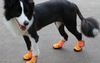 Report: Dog Booties Most Adorable Form Of Animal Abuse