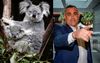 Eden-Monaro Voters Just As Relieved As The State’s Koalas To Be Dodging Bullets From The Nats