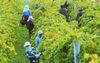 “We Need More Tourists” Says Government That Forces Backpackers To Pick Fruit For $5 An Hour
