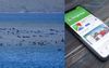 Whales Urged To Download GPS Map Updates