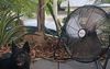 December In Full Swing As Queenslanders Begin Firing Up The Outside Fans
