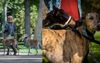 Inner City Dog Park Easily Mistaken For Underground Greyhound Track