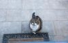 Local Tabby Rejects Offer Of Open Door Despite Meowing For Ten Minutes To Be Let Inside
