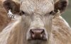 Local Cow Furious After Being Called A Lying Linda Reynolds