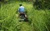 Brisbane Dad Actually Needs 3 Days At Home To Sort Out Lawn After 250 Mil Of Rain In One Week